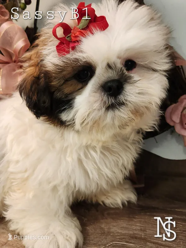 SassyB1 – Shih Tzu puppy for sale in Marion, MA