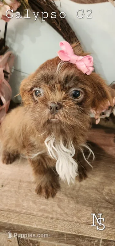Calypso Girl 2, a female Shih Tzu for sale in Marion, MA – 1 of 1