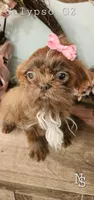 Calypso Girl 2, a female Shih Tzu for sale in Marion, MA – 1 of 1