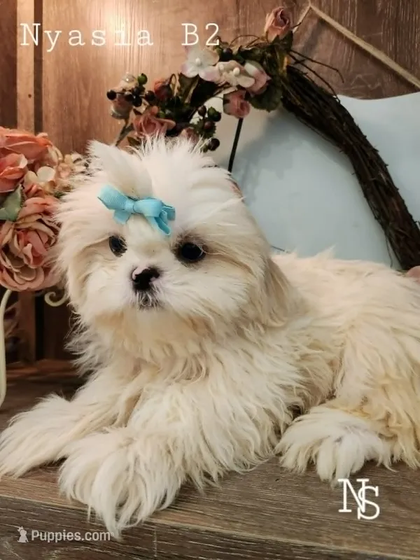 Nyasia Boy2 – Shih Tzu puppy for sale in Marion, MA