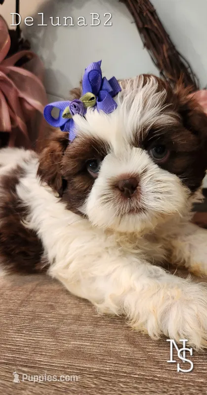 Deluna Boy2 – Shih Tzu puppy for sale in Marion, MA