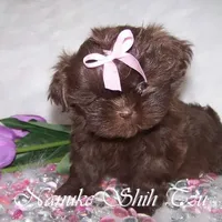 Chocolate, a female Shih Tzu for sale in Marion, MA – Photo 2 of 6