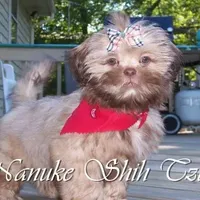 Chocolate, a female Shih Tzu for sale in Marion, MA – Photo 3 of 6