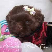 Chocolate, a female Shih Tzu for sale in Marion, MA – Photo 4 of 6