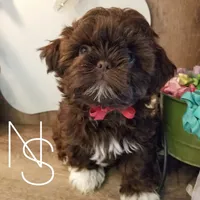 Chocolate, a female Shih Tzu for sale in Marion, MA – Photo 5 of 6