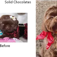Chocolate, a female Shih Tzu for sale in Marion, MA – Photo 1 of 6