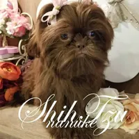 Chocolate, a female Shih Tzu for sale in Marion, MA – Photo 6 of 6