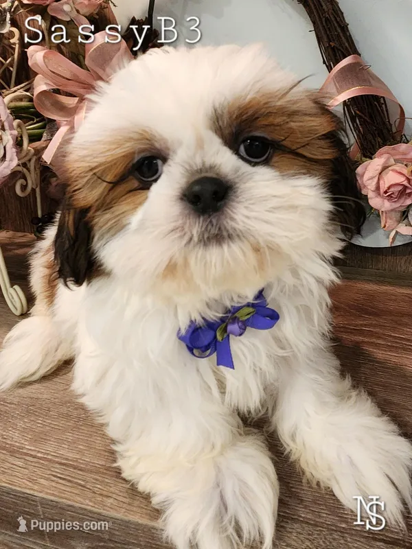 Sassy Boy 3 – Shih Tzu puppy for sale in Marion, MA