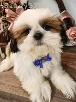 Sassy Boy 3, a male Shih Tzu for sale in Marion, MA – 1 of 1