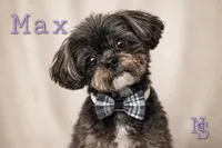 Max, a male Shih Tzu for sale in Marion, MA – 1 of 1