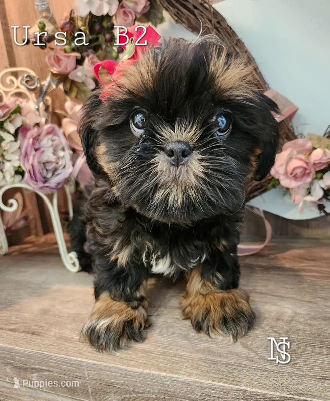 Ursa Boy 2 – Shih Tzu puppy for sale in Marion, MA