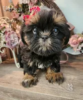 Ursa Boy 2, a male Shih Tzu for sale in Marion, MA – 1 of 1