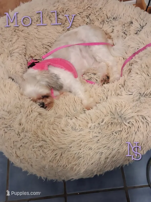 Molly – Shih Tzu puppy for sale in Marion, MA