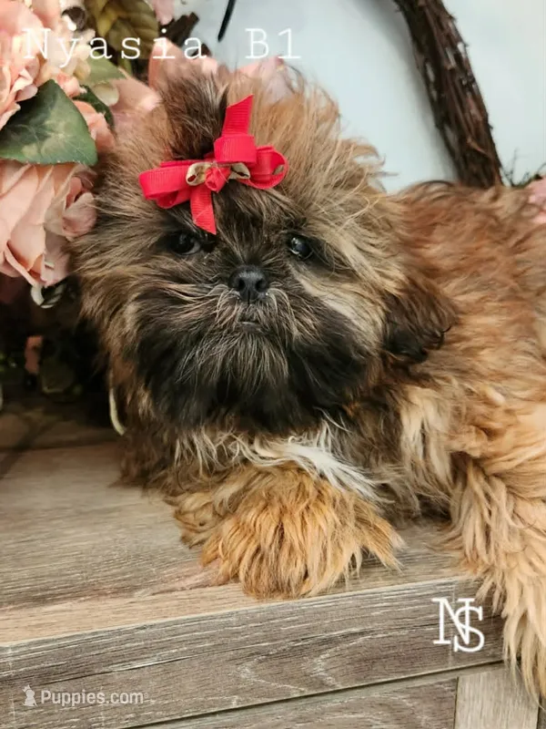 Nyasia Boy1  – Shih Tzu puppy for sale in Marion, MA