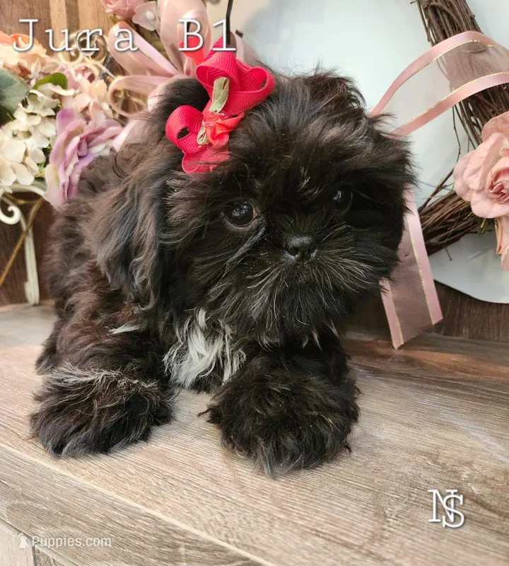 Jura Boy1 – Shih Tzu puppy for sale in Marion, MA