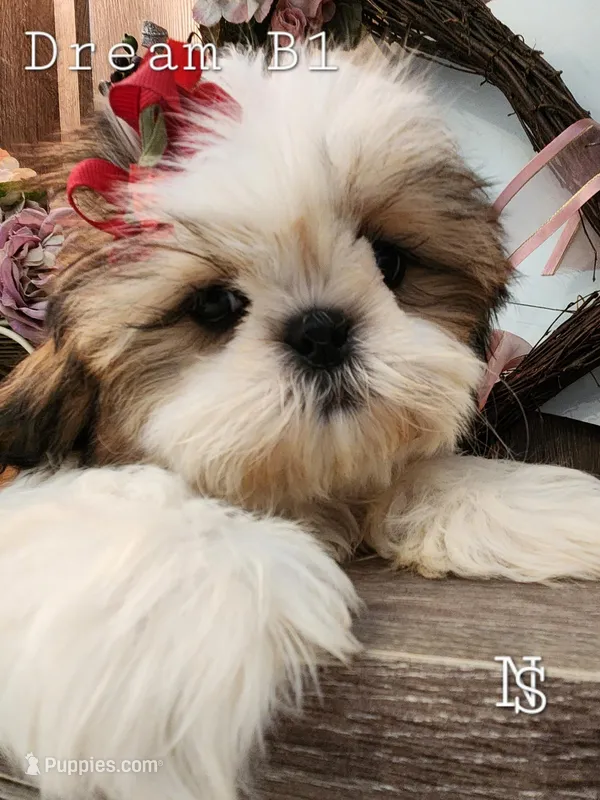 Dream Boy 1 – Shih Tzu puppy for sale in Marion, MA