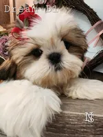 Dream Boy 1, a male Shih Tzu for sale in Marion, MA – 1 of 1
