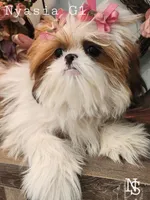 Nyasia Girl 1, a female Shih Tzu for sale in Marion, MA – 1 of 1