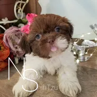 Chocolate/White, a female Shih Tzu for sale in Marion, MA – Photo 6 of 6