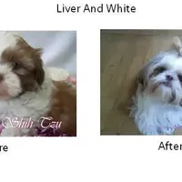 Chocolate/White, a female Shih Tzu for sale in Marion, MA – Photo 1 of 6