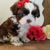 Chocolate/White, a female Shih Tzu for sale in Marion, MA – Photo 5 of 6