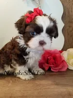 Chocolate/White, a female Shih Tzu for sale in Marion, MA – Photo 5 of 6