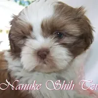 Chocolate/White, a female Shih Tzu for sale in Marion, MA – Photo 2 of 6