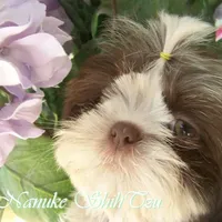 Chocolate/White, a female Shih Tzu for sale in Marion, MA – Photo 3 of 6