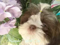 Chocolate/White, a female Shih Tzu for sale in Marion, MA – Photo 3 of 6