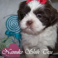 Chocolate/White, a female Shih Tzu for sale in Marion, MA – Photo 4 of 6