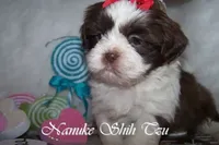 Chocolate/White, a female Shih Tzu for sale in Marion, MA – Photo 4 of 6