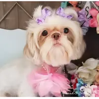 Winter, a female Shih Tzu for sale in Marion, MA – 1 of 1