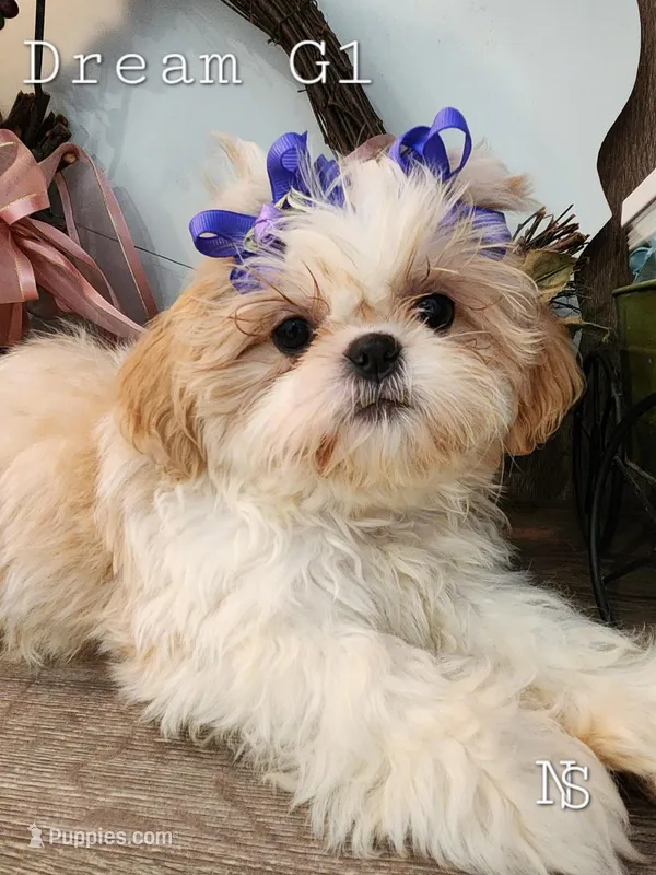 Dream Girl 1 – Shih Tzu puppy for sale in Marion, MA