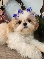 Dream Girl 1, a female Shih Tzu for sale in Marion, MA – 1 of 1