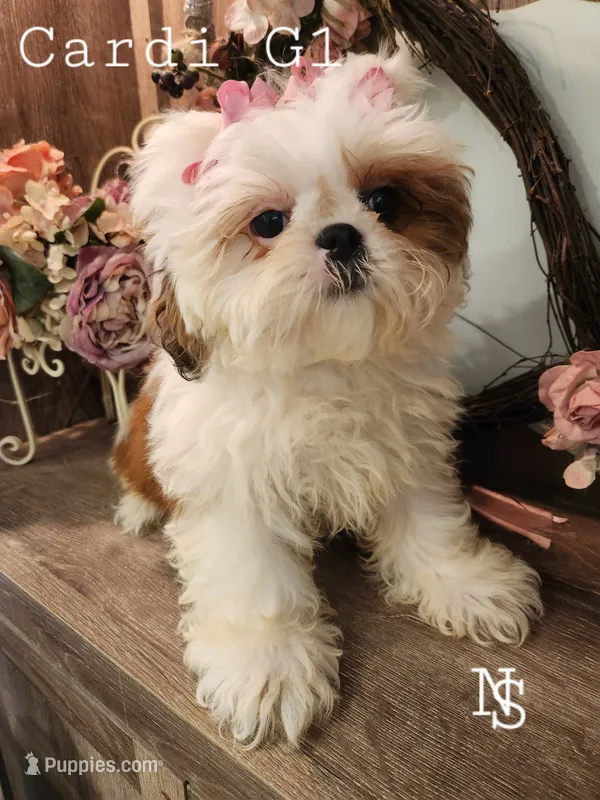 Cardi G1 – Shih Tzu puppy for sale in Marion, MA