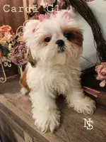 Cardi G1, a female Shih Tzu for sale in Marion, MA – 1 of 1
