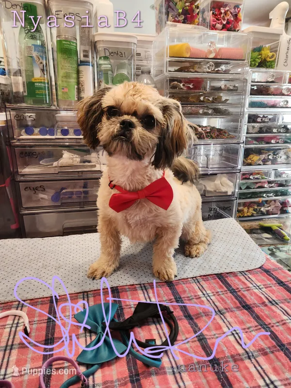 Nyasia Boy4 – Shih Tzu puppy for sale in Marion, MA