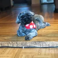 Dobe~Grizzly, a male Shih Tzu for sale in Marion, MA – Photo 4 of 5