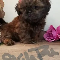 Dobe~Grizzly, a male Shih Tzu for sale in Marion, MA – Photo 3 of 5