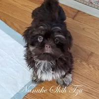 Dobe~Grizzly, a male Shih Tzu for sale in Marion, MA – Photo 5 of 5