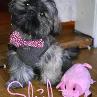 Dobe~Grizzly, a male Shih Tzu for sale in Marion, MA – Photo 1 of 5