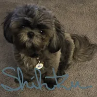 Dobe~Grizzly, a male Shih Tzu for sale in Marion, MA – Photo 2 of 5