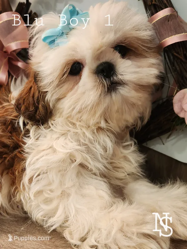 Blu Boy 1 – Shih Tzu puppy for sale in Marion, MA