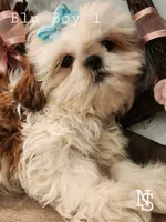Blu Boy 1, a male Shih Tzu for sale in Marion, MA – 1 of 1