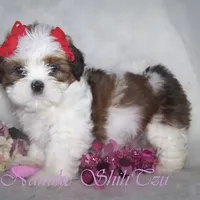 Red/White, a male Shih Tzu for sale in Marion, MA – Photo 6 of 6