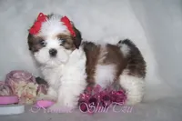 Red/White, a male Shih Tzu for sale in Marion, MA – Photo 6 of 6