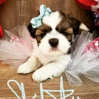 Red/White, a male Shih Tzu for sale in Marion, MA – Photo 3 of 6