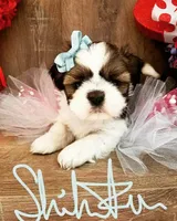 Red/White, a male Shih Tzu for sale in Marion, MA – Photo 3 of 6