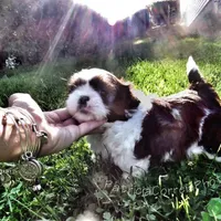 Red/White, a male Shih Tzu for sale in Marion, MA – Photo 5 of 6