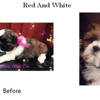 Red/White, a male Shih Tzu for sale in Marion, MA – Photo 1 of 6